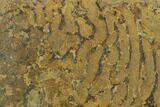 Pennsylvanian, Fossil Microbial Mat - Oklahoma #133145-1